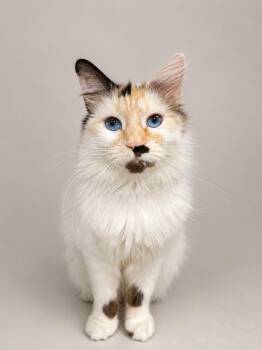 Hope -  Domestic Long Hair and Calico Cat Available for Adoption in Greensboro, North Carolina - Hope | PetCurious