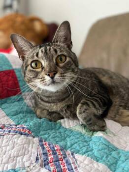Rescue Domestic Short Hair and Tabby Cats for Adoption in Houston, Texas - Trudy | PetCurious