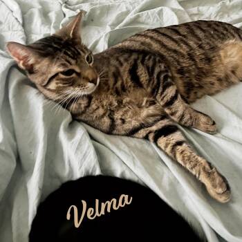 Velma Dinkley #sister-of-Daphne -  Tabby and Domestic Short Hair Cat for Adoption in Houston, Texas - Velma Dinkley #sister-of-Daphne | PetCurious