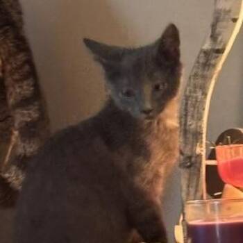 TJ -  Domestic Short Hair Cat for Adoption in Knoxville, Tennessee - TJ | PetCurious