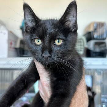 Rescue Domestic Medium Hair Cats for Adoption in Matteson, Illinois - Salem | PetCurious