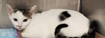 Rescue Tabby Cats for Adoption in Piscataway, New Jersey - Feta | PetCurious