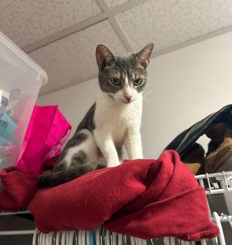 Tabby Cats Available for Adoption - Rice | PetCurious