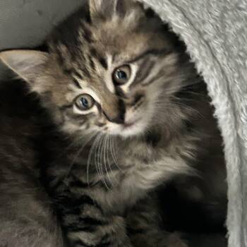 Mocha -  Domestic Medium Hair Cat for Adoption in New York, New York - Mocha | PetCurious