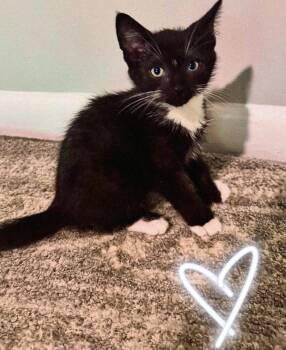 Mittens PC -  Extra Toes Cat Hemingway Polydactyl and Domestic Short Hair Cat for Adoption in Greenville, South Carolina - Mittens PC | PetCurious
