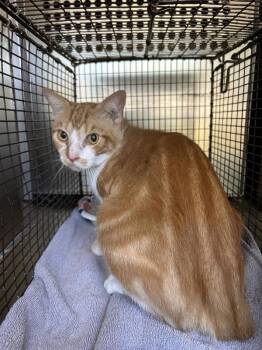 Churro -  Domestic Short Hair Cat for Adoption in Austin, Texas - Churro | PetCurious