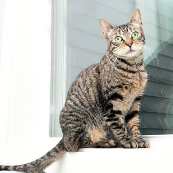 Lily KC -  Domestic Short Hair Cat for Adoption in Natick, Massachusetts - Lily KC | PetCurious
