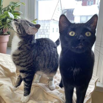 Domestic Short Hair Cats Available for Adoption - Jazzman & Rue (bonded Pair) | PetCurious