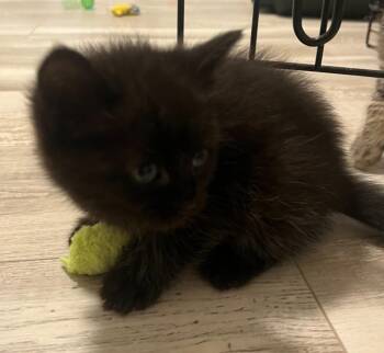 Domestic Medium Hair Cats Available for Adoption in Saint Clairsville, Ohio - Hershey | PetCurious