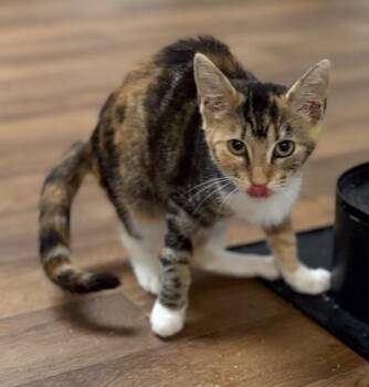 Skittles -  Domestic Short Hair Cat for Adoption - Skittles | PetCurious