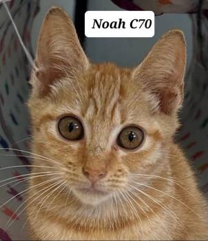 Noah -  Domestic Short Hair Cat for Adoption in Morganton, North Carolina - Noah | PetCurious