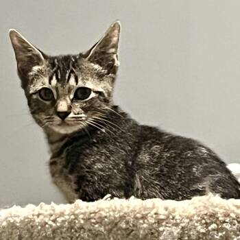 Scout -  Tabby Cat for Adoption in Memphis, Tennessee - Scout | PetCurious