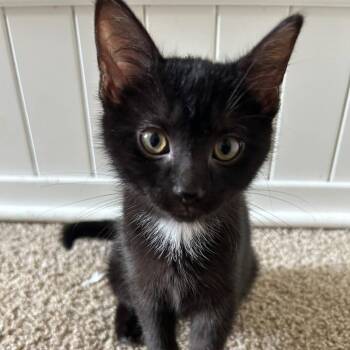 Olive -  Domestic Short Hair Cat for Adoption in New Albany, Ohio - Olive | PetCurious