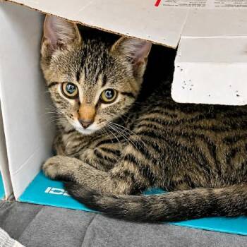 Graham -  Domestic Short Hair Cat for Adoption in Concord, North Carolina - Graham | PetCurious