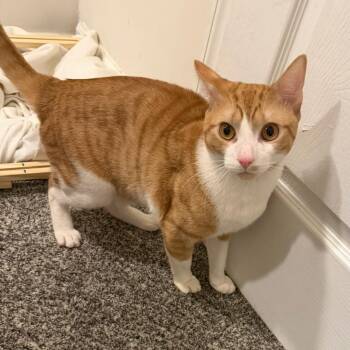 Tiger -  Domestic Medium Hair Cat for Adoption in Philadelphia, Pennsylvania - Tiger | PetCurious