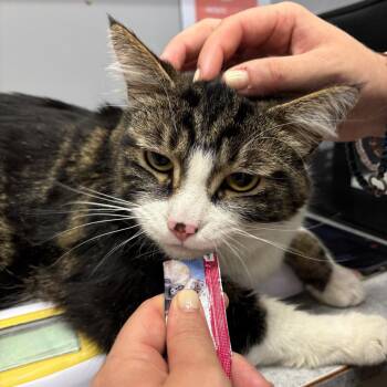 Moon Pie -  Domestic Medium Hair Cat for Adoption in Spokane, Washington - Moon Pie | PetCurious
