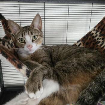 Domestic Short Hair Cats Available for Adoption in Boston, Massachusetts - Rumi | PetCurious