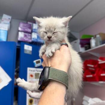 Madame -  Siamese Cat for Adoption in Port Richey, Florida - Madame | PetCurious