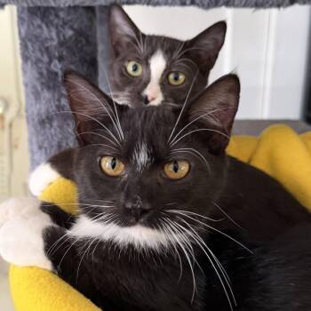 PQ and Butch -  Domestic Short Hair Cat for Adoption in Fort Worth, Texas - PQ And Butch | PetCurious