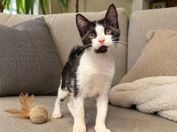 Fira -  Domestic Short Hair Cat for Adoption in Sebastian, Florida - Fira | PetCurious