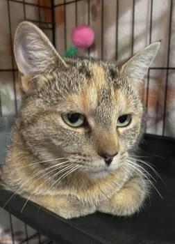 Rescue Domestic Short Hair Cats for Adoption in Port Washington, Wisconsin - Cinder | PetCurious