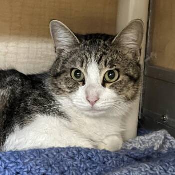 Domestic Short Hair Cats Available for Adoption - Scream Cheese | PetCurious