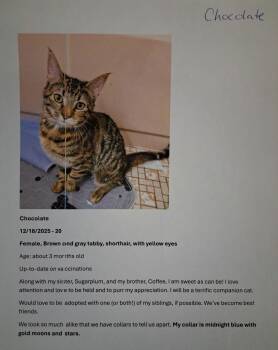 Tabby Cats Available for Adoption - Chocolate (FCID# 1218/2025 - 20 Brandywine PS) | PetCurious
