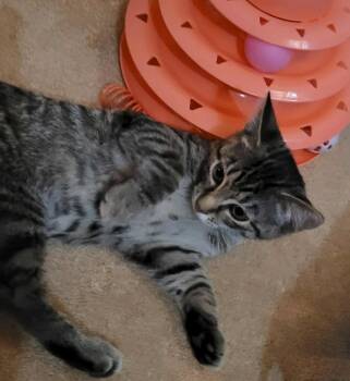 Rescue Domestic Short Hair and Tabby Cats for Adoption in West Mifflin, Pennsylvania - Lucy | PetCurious