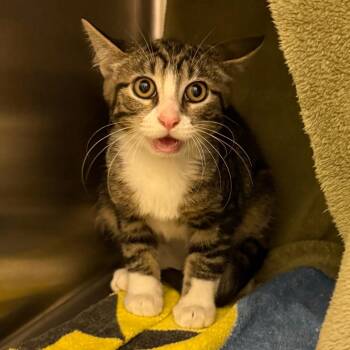 Tostito -  Domestic Short Hair Cat for Adoption in Council Bluffs, Iowa - Tostito | PetCurious