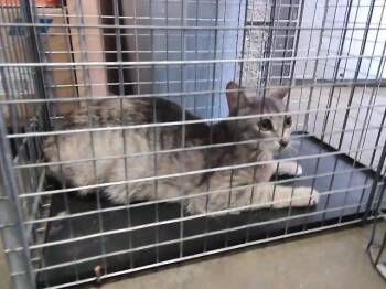ANNIE -  Domestic Short Hair Cat for Adoption in Tulsa, Oklahoma - ANNIE | PetCurious