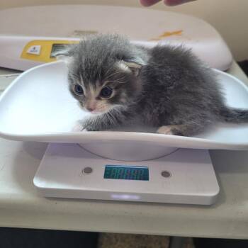 Gypsy -  Domestic Medium Hair Cat for Adoption in Grand Rapids, Minnesota - Gypsy | PetCurious