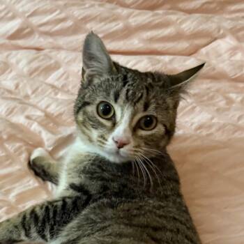 Rescue Domestic Short Hair Cats for Adoption in Houston, Texas - Hannah | PetCurious