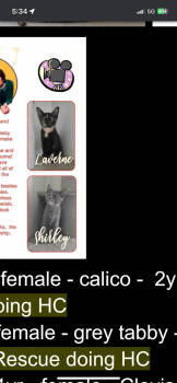 Rescue Domestic Short Hair Cats for Adoption in Lafayette, Colorado - Laverne | PetCurious