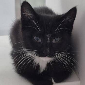Gabby -  Domestic Short Hair Cat for Adoption in Des Moines, Iowa - Gabby | PetCurious