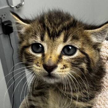 Domestic Short Hair Cats Available for Adoption in Concord, North Carolina - Fozzie | PetCurious