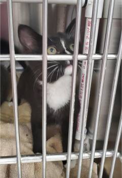 Skunk -  Domestic Short Hair Cat for Adoption in Brighton, Michigan - Skunk | PetCurious