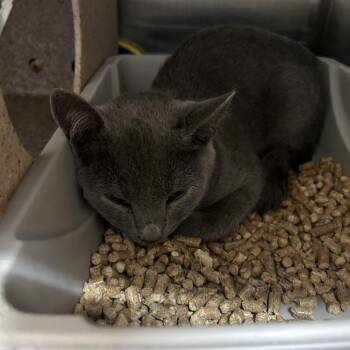 Tairn 26-0683 -  Domestic Short Hair Cat for Adoption in Yanceyville, North Carolina - Tairn 26-0683 | PetCurious