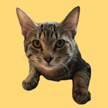 Rescue Domestic Short Hair Cats for Adoption in Tuscaloosa, Alabama - TUSC-Stray-82526 | PetCurious