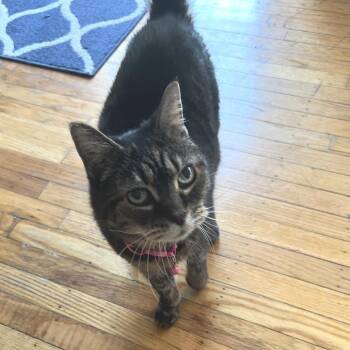 Domestic Short Hair Cats Available for Adoption in Philadelphia, Pennsylvania - Lilly Love | PetCurious
