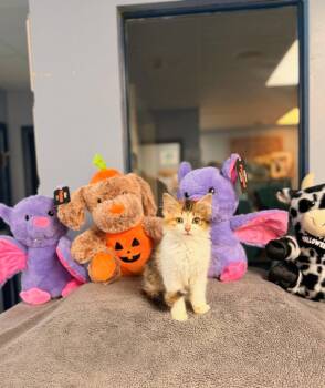 Baby Dragon -  Domestic Long Hair Cat for Adoption in Lovingston, Virginia - Baby Dragon | PetCurious