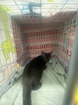Domestic Short Hair Cats Available for Adoption in Gainesville, Florida - Lil Puff | PetCurious