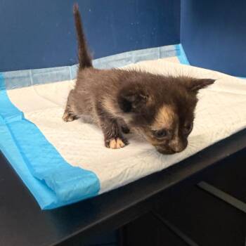 Resses -  Domestic Short Hair Cat for Adoption in Philadelphia, Pennsylvania - Resses | PetCurious