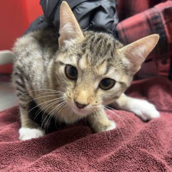 Minerva -  Domestic Short Hair Cat for Adoption in Lakewood, Colorado - Minerva | PetCurious