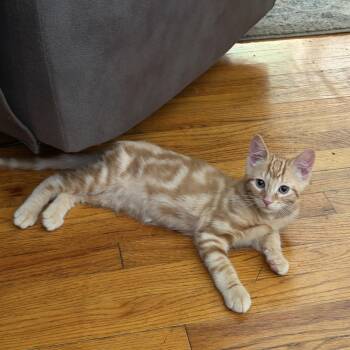 Cheeto -  Domestic Short Hair Cat for Adoption in Salt Point, New York - Cheeto | PetCurious