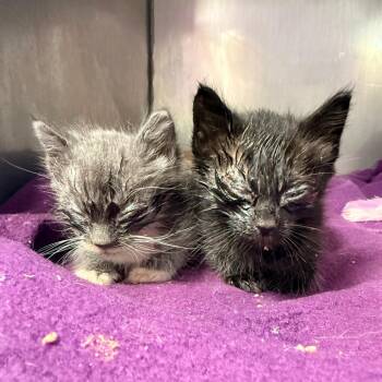 Domestic Short Hair Cats Available for Adoption in Redwood Valley, California - Trouble | PetCurious