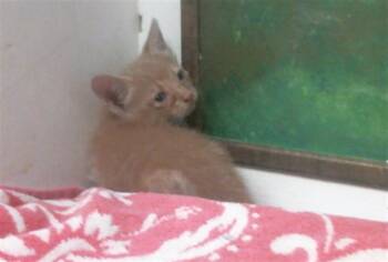 RUSTY -  Domestic Short Hair Cat for Adoption in Houston, Texas - RUSTY | PetCurious