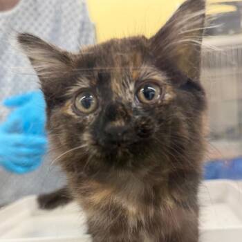 Cranberry -  Domestic Medium Hair Cat for Adoption in West Palm Beach, Florida - Cranberry | PetCurious