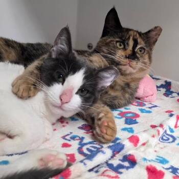 Netta & Hopscotch -  Domestic Short Hair Cat for Adoption in Smithtown, New York - Netta & Hopscotch | PetCurious