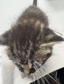 Franklin -  Domestic Short Hair Cat for Adoption in West Chester, Pennsylvania - Franklin | PetCurious