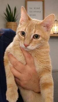 Riot -  Domestic Short Hair Cat for Adoption in Fort Worth, Texas - Riot | PetCurious